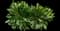 Sorrel — design image 1