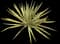 Yucca 'Color Guard' — design image 3