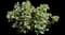 Sphaeralcea ambigua — design image 1