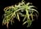 Torch Aloe — design image 7