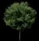 Sugar Maple Tree — design image 1