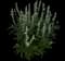 Salvia - White — design image 1