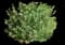 Blueberry Bush (Vaccinium) — design image 1
