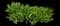 Hyacinth — design image 8