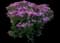 'Firefly Fuchsia' Yarrow — design image 1