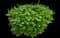 Burning Bush — design image 5