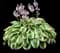 Wide Brim Hosta — design image 1