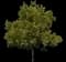 Yew Podocarpus — design image 3