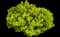 Sunjoy® Gold Beret Barberry — design image 1