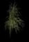 Feather Reed Grass — design image 10