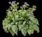 Spot On™ Lungwort — design image 1