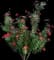 Rosa Altissimo — design image 5
