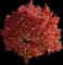 Japanese Maple Tree — design image 11