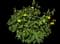Jerusalem Sage — design image 1