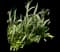 Checker lily — design image 1
