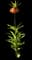 Crown imperial — design image 2