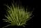 African iris — design image 1