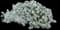 Sweet Alyssum (Lobularia) — design image 6
