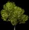 Manna Ash — design image 2