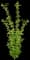 Baby Buttons Vine Maple Tree — design image 1