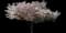 Mt. Fuji Flowering Cherry — design image 7