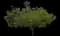 Jacaranda Tree — design image 3
