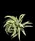 Marginata Agave Plant — design image 8