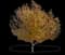 Maple Tree — design image 9
