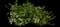 Fan Flower (Scaevola) — design image 8
