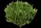 Yarrow — design image 8