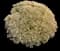 Showy stonecrop — design image 7