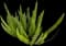Asparagus Fern Plant — design image 10
