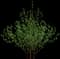 Cornelian Cherry Dogwood — design image 4
