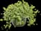 Variegated Vinca Vine — design image 2