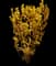 Forsythia Shrub — design image 15