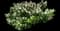 Cherry Laurel Shrub — design image 7