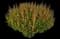 Decadence® Cherries Jubilee™ False Indigo — design image 1