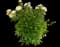 Peony (Paeonia) — design image 3