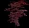 Emperor I® Japanese Maple Tree — design image 15