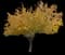 Siberian Elm — design image 2
