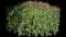 Garden Tulips — design image 32