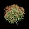 Coneflower — design image 7