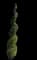 Oriental Arborvitae — design image 5