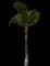 Coconut Palm — design image 18