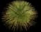 Mexican grass tree — design image 2