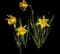 Wild Daffodil — design image 9