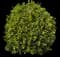 Sea Grape Bush — design image 3