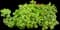 Geranium (Pelargonium) — design image 5
