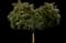 Live Oak Tree — design image 8