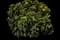 Creeping Mahonia — design image 1